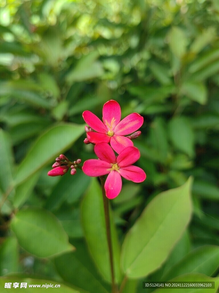 变叶珊瑚花