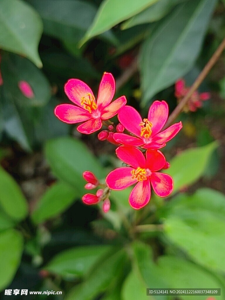 变叶珊瑚花