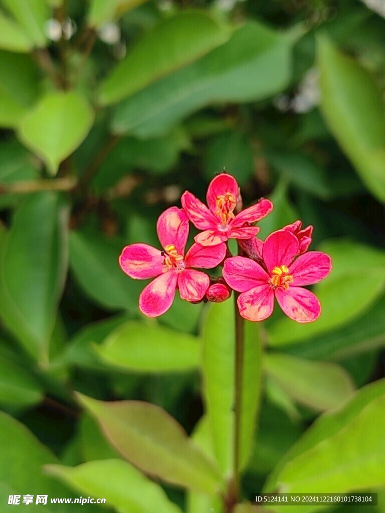 变叶珊瑚花