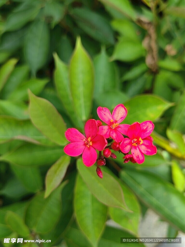 变叶珊瑚花