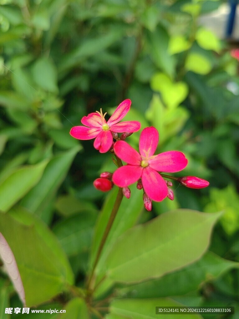 变叶珊瑚花