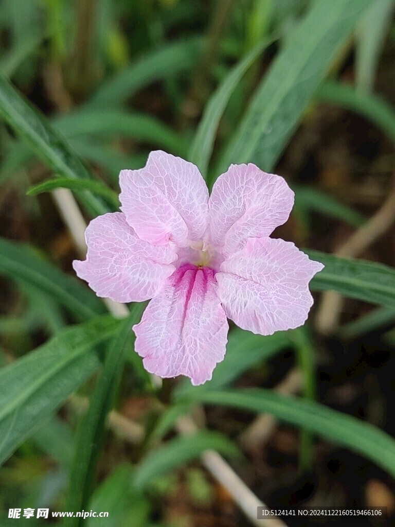 翠芦莉 