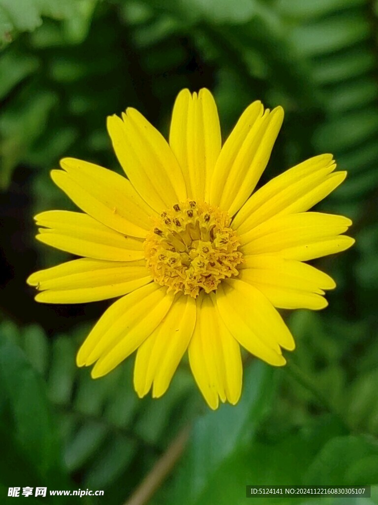 野菊花