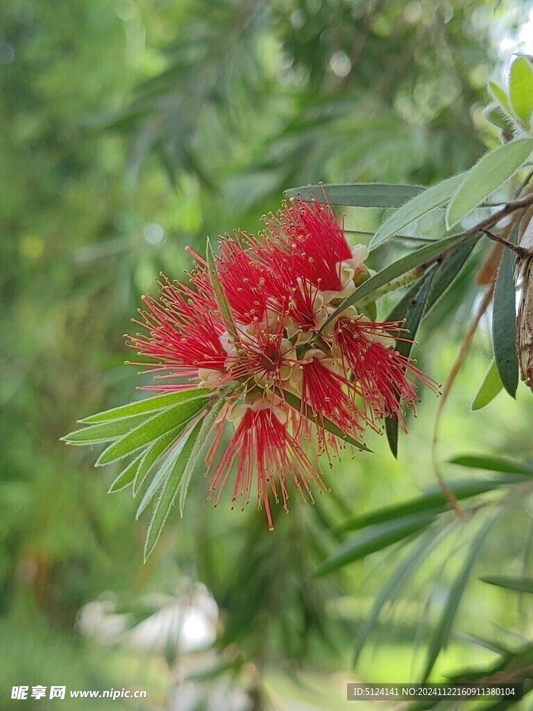 红千层