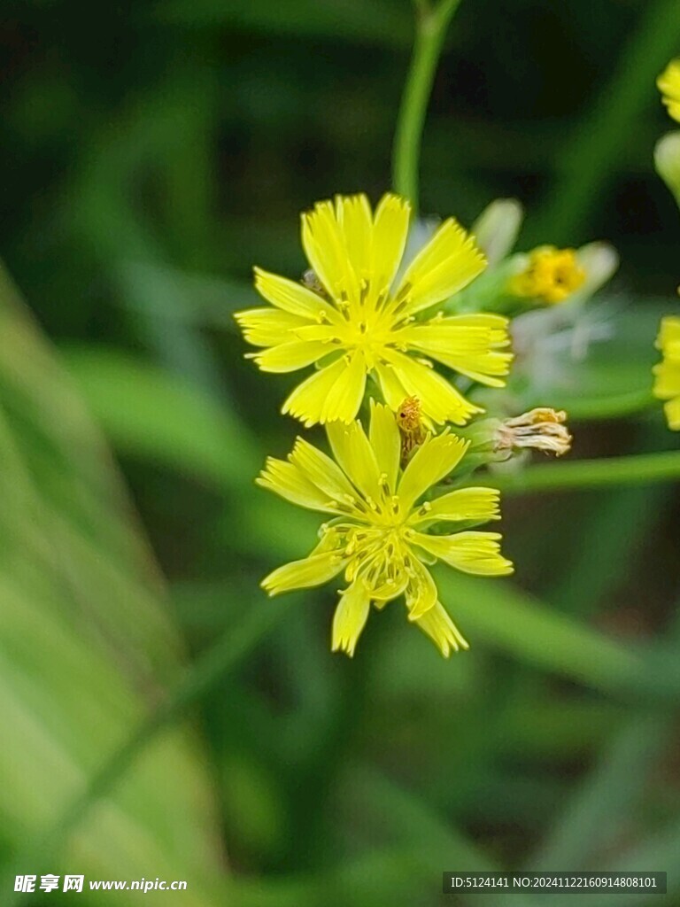 黄鹌菜 