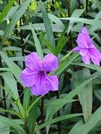 蓝花草