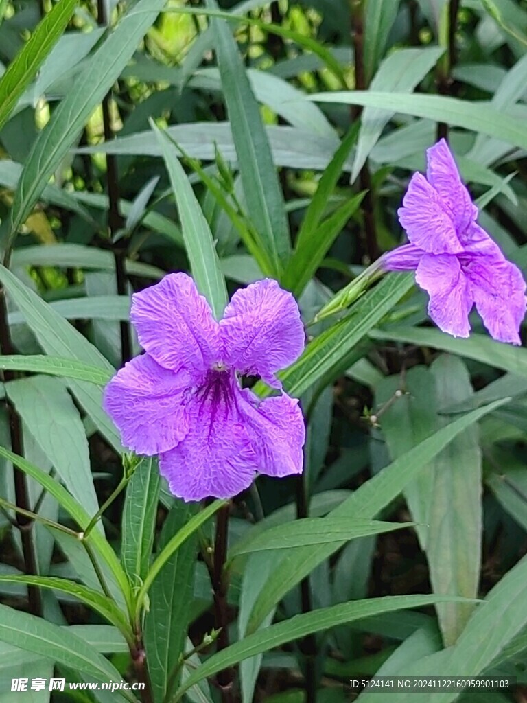 蓝花草