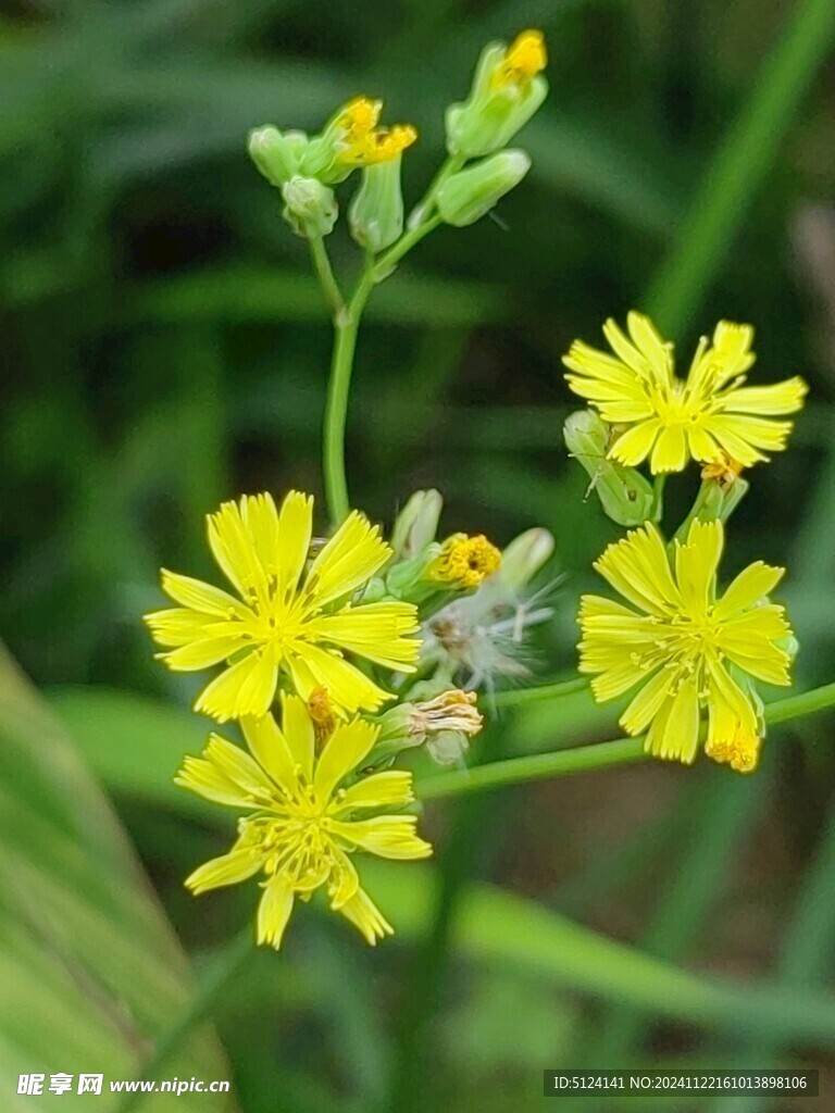 黄鹌菜 