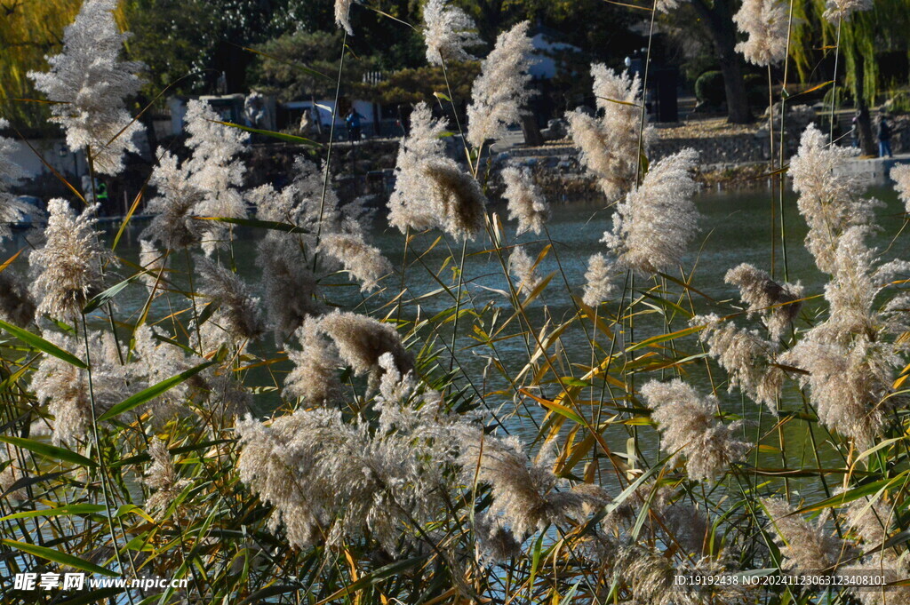 芦苇芦花 