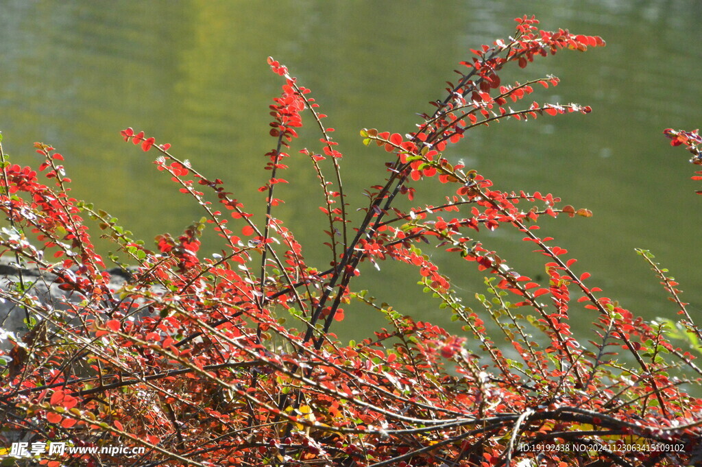 平枝栒子  