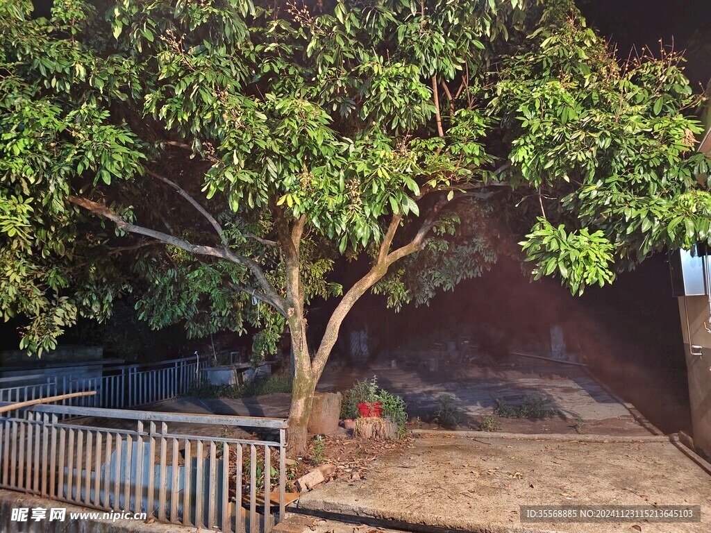 龙眼树