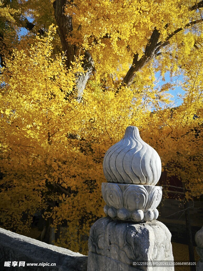 大觉寺银杏