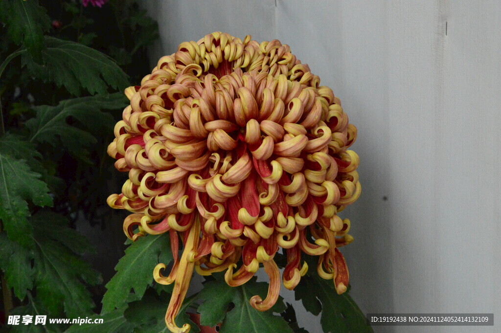菊花 