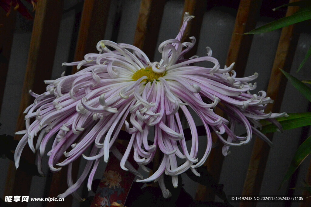 菊花 