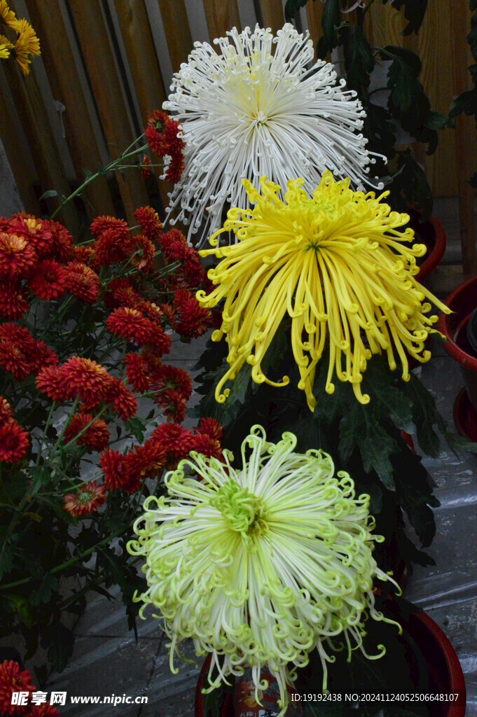 菊花  