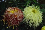 菊花 