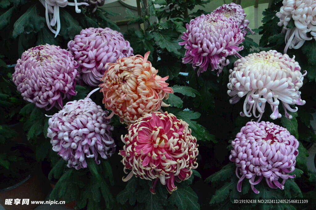 菊花  