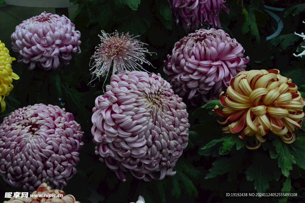 菊花 