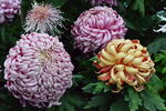 菊花 