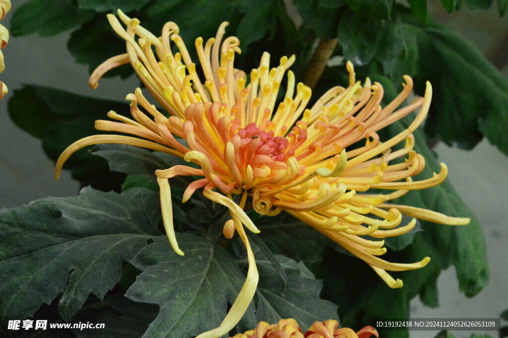 菊花  