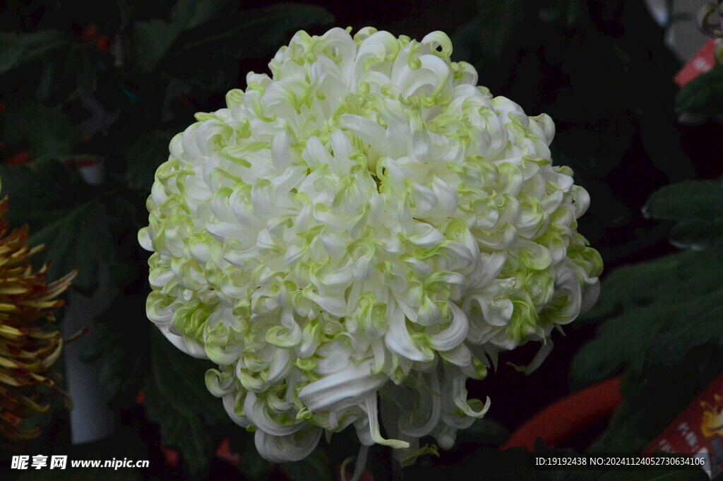 菊花  