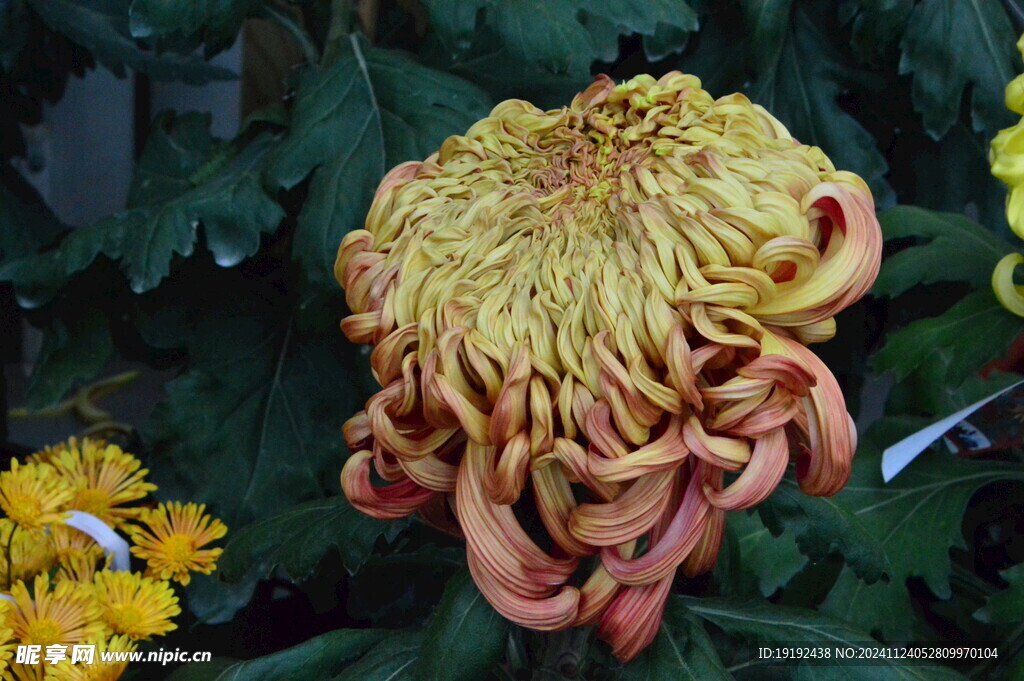 菊花 