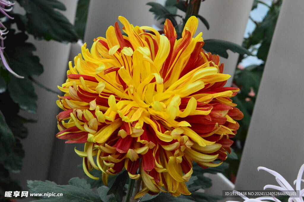 菊花 