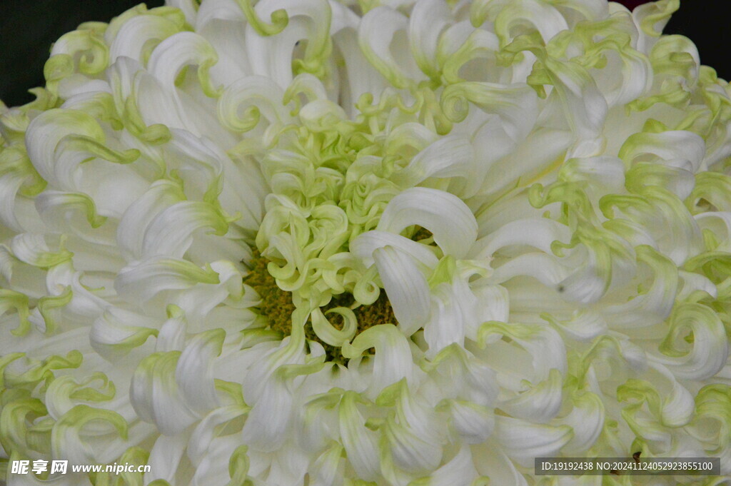 菊花  