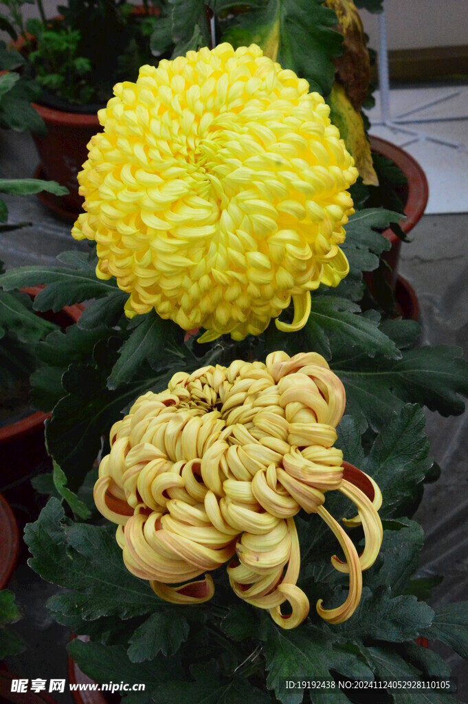 菊花  