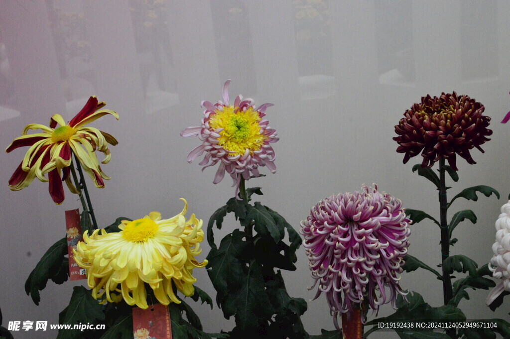 菊花 
