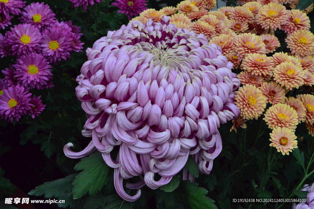 菊花 