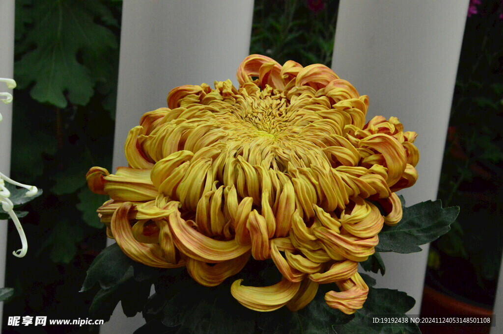 菊花  
