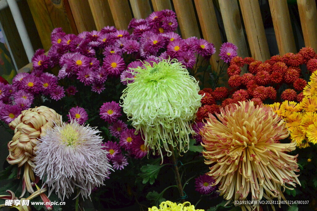 菊花 