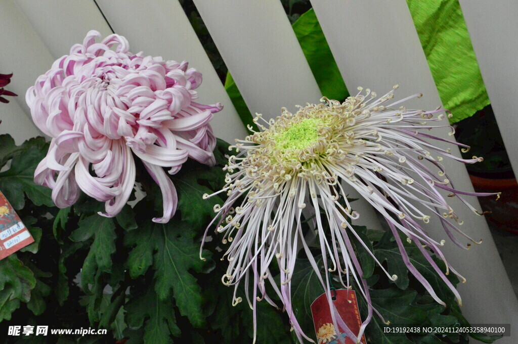 菊花 
