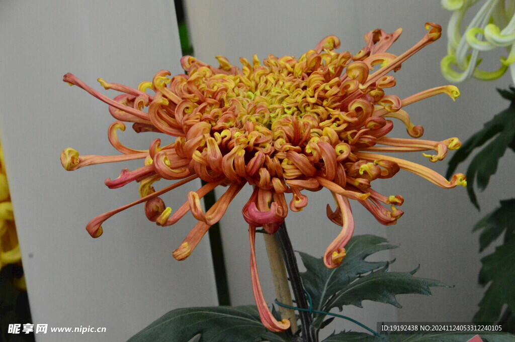 菊花  