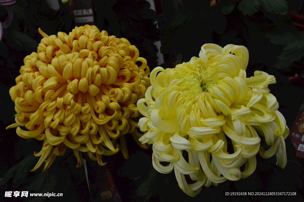 菊花  