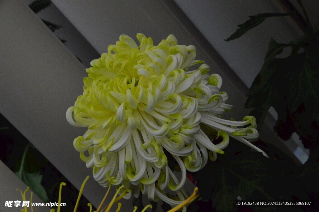 菊花  