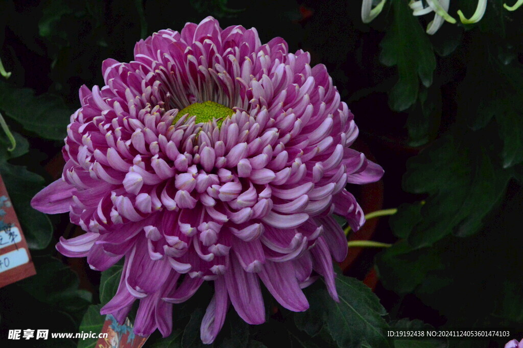 菊花  