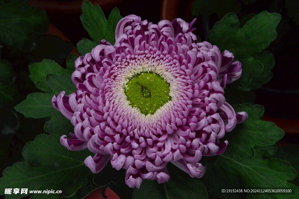 菊花 