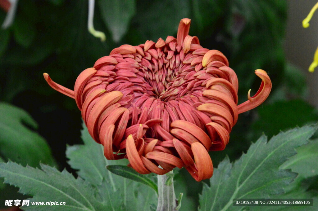 菊花  