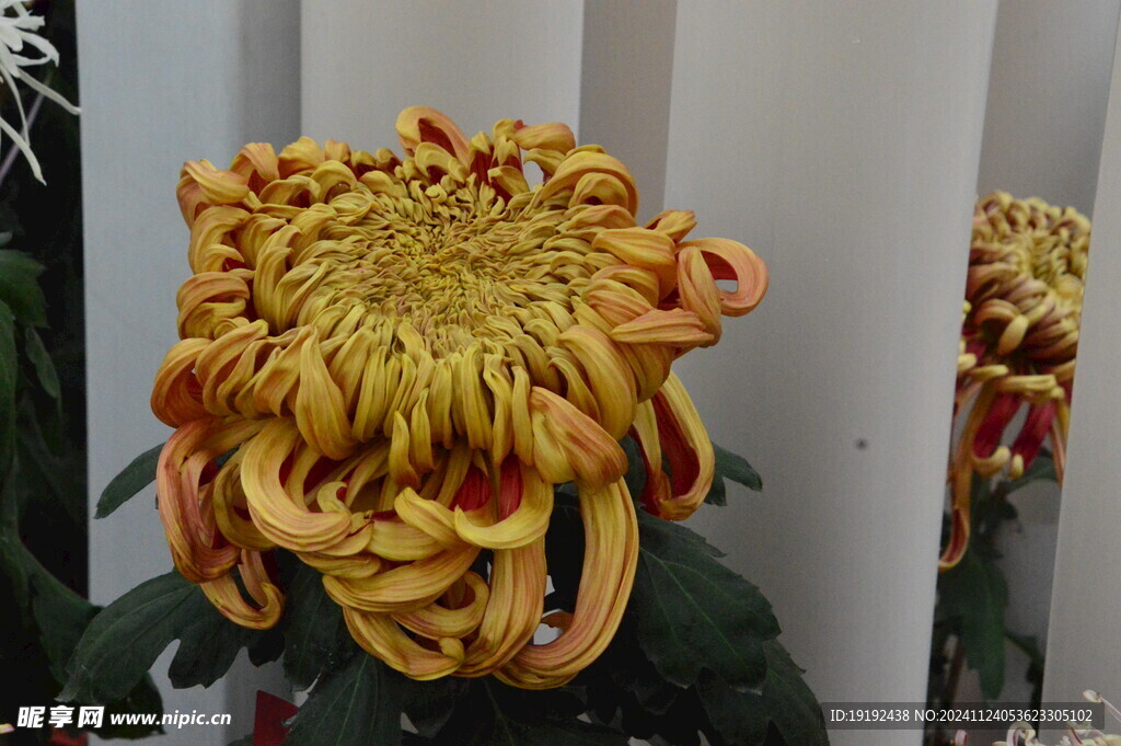 菊花  