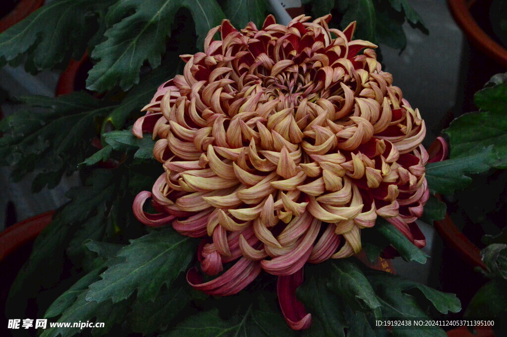 菊花 