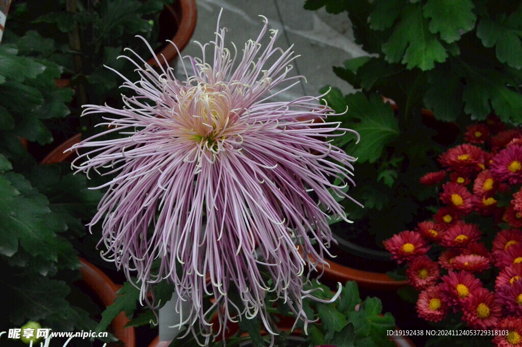 菊花 