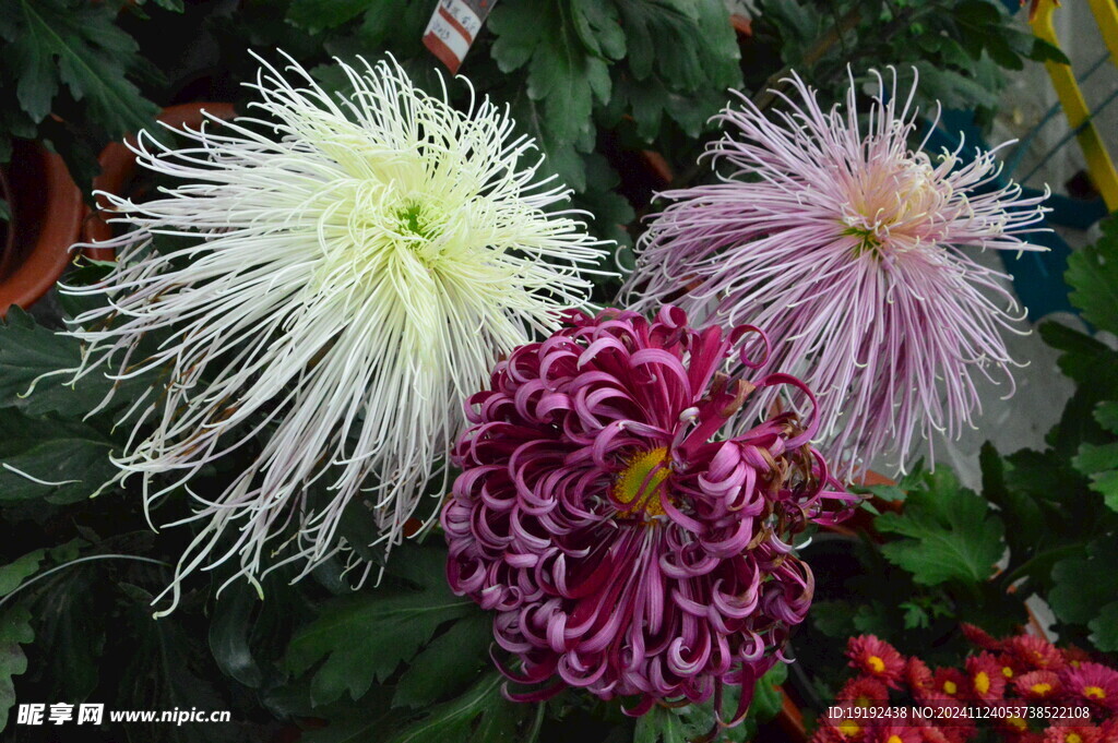 菊花  