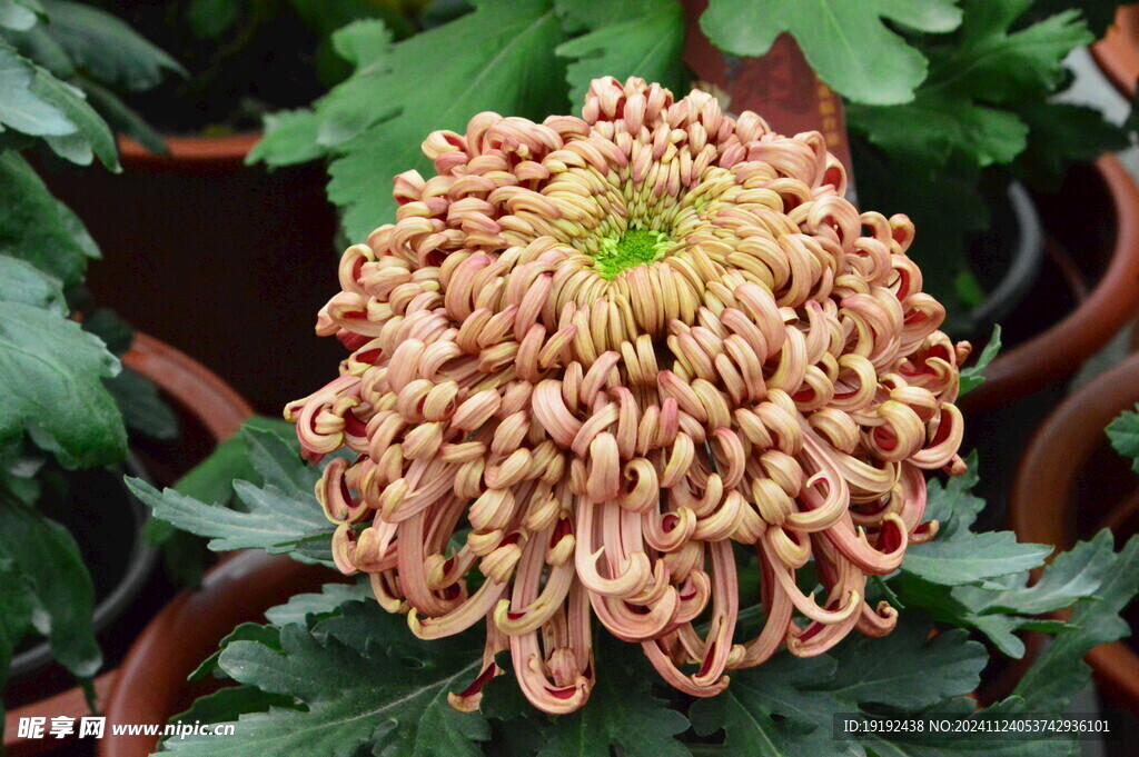 菊花 