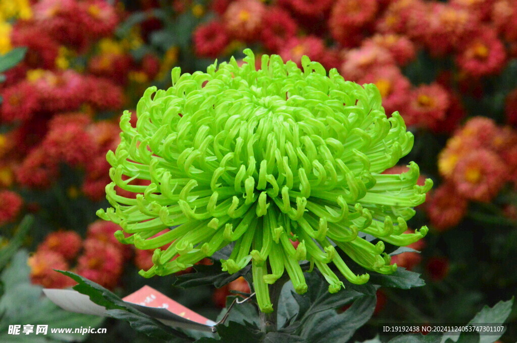 菊花 