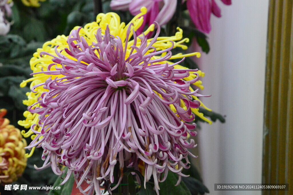 菊花 