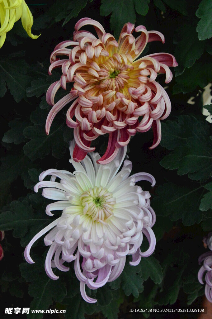菊花  