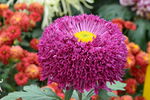 菊花  
