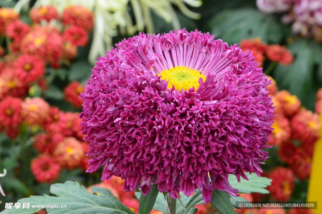 菊花  
